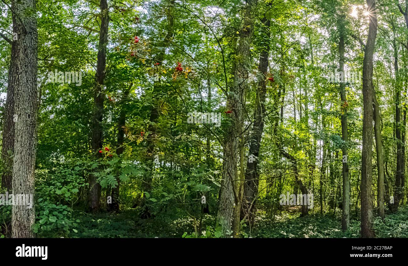 Forêt sauvage polonaise avec rayons du soleil visibles - Parc national de Kampinos, Pologne Banque D'Images