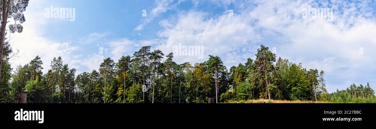 Forêt sauvage polonaise - Parc national de Slowinski, Pologne Banque D'Images