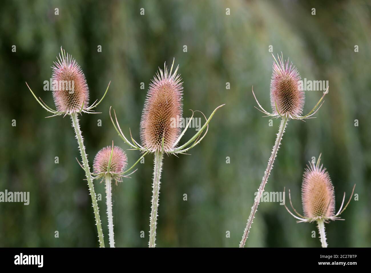Stands de fruits de la carte sauvage Dipsacus fullonum Banque D'Images