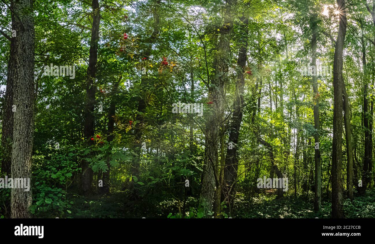 Forêt sauvage polonaise avec rayons du soleil visibles - Parc national de Slowinski, Pologne Banque D'Images