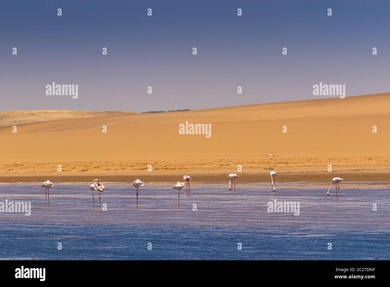 Grand Flamingo (Phoenicopterus roseus) en Namibie Banque D'Images