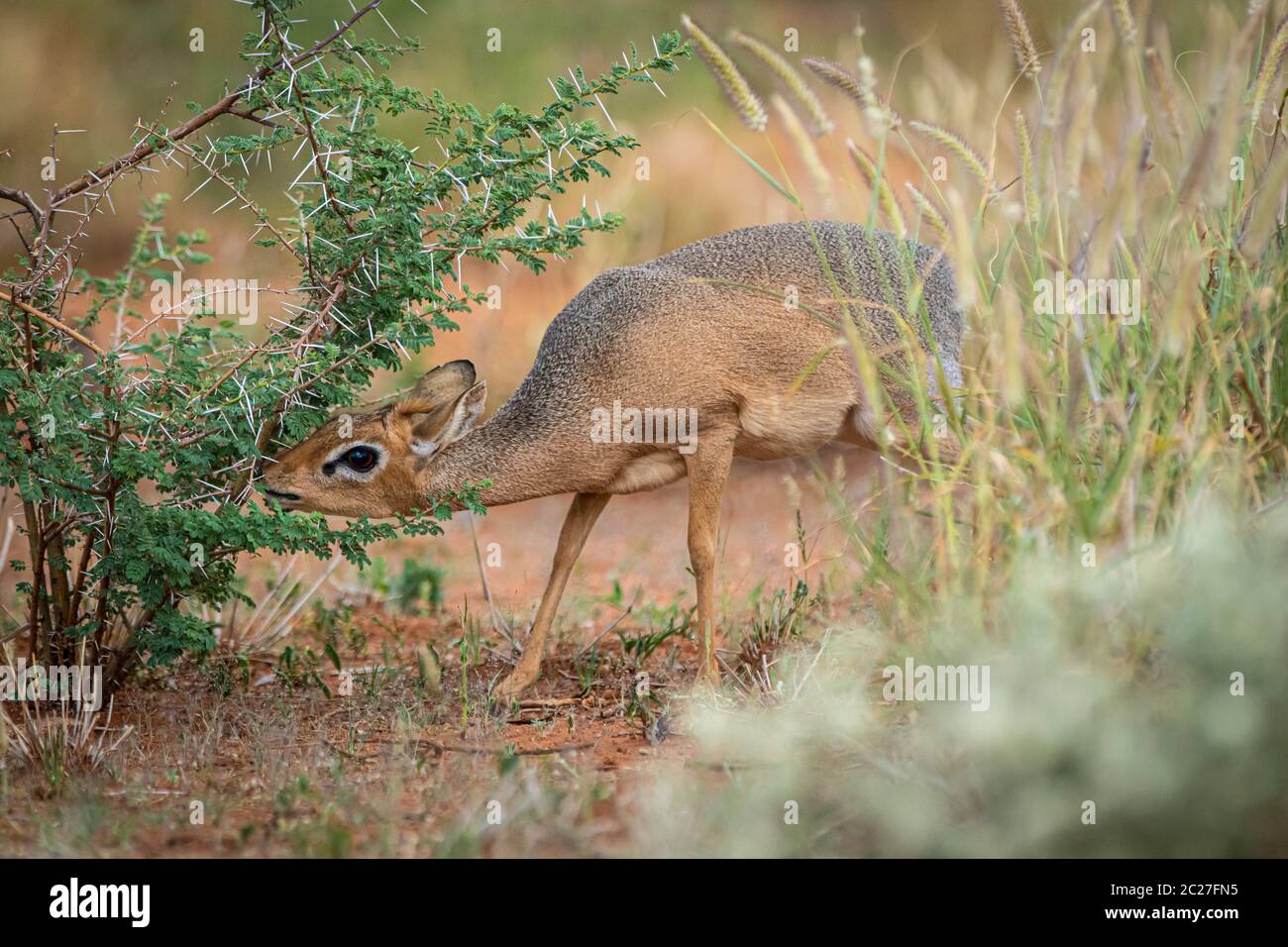 Kirk's dik-dik (Madoqua kirkii) Banque D'Images