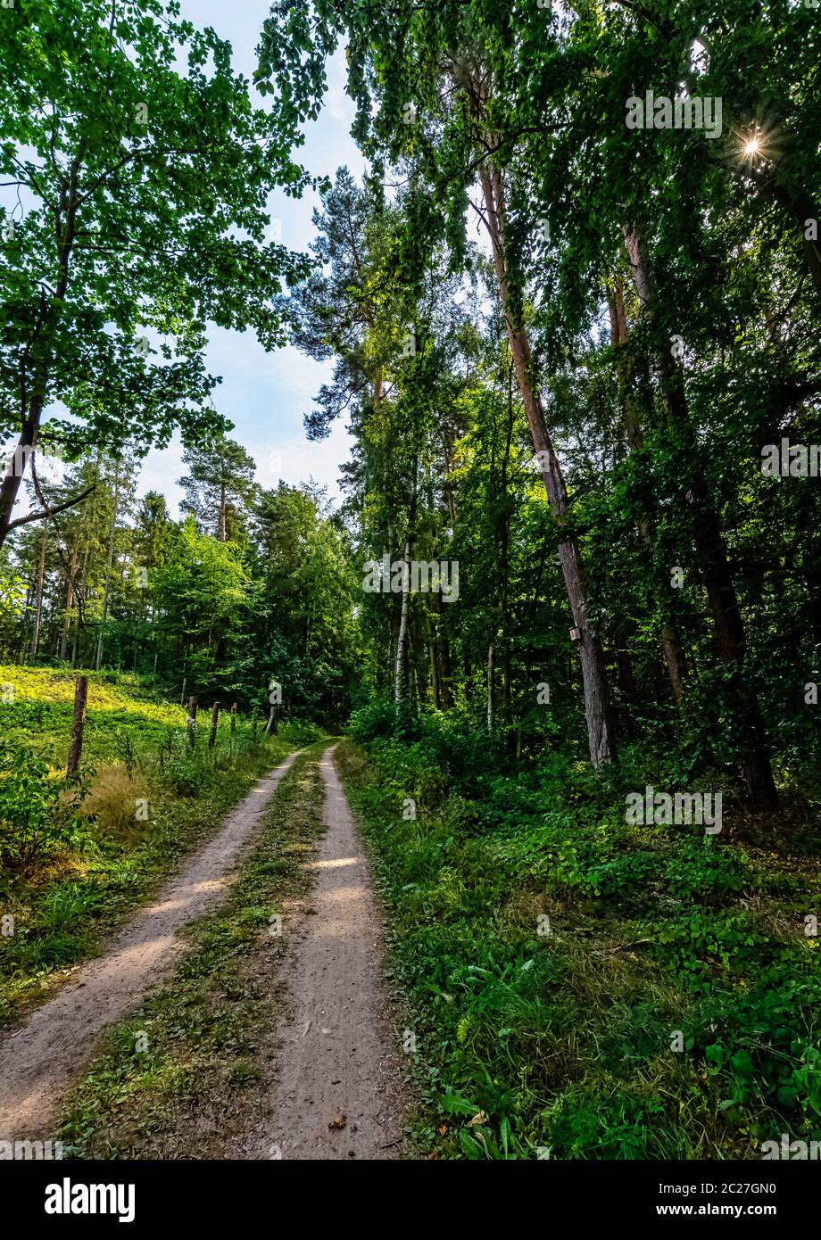 Forêt sauvage polonaise - Parc national de Kampinos, Pologne Banque D'Images