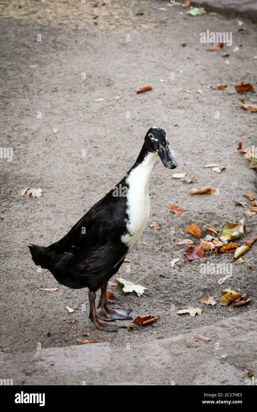 Un porteur duck Banque D'Images