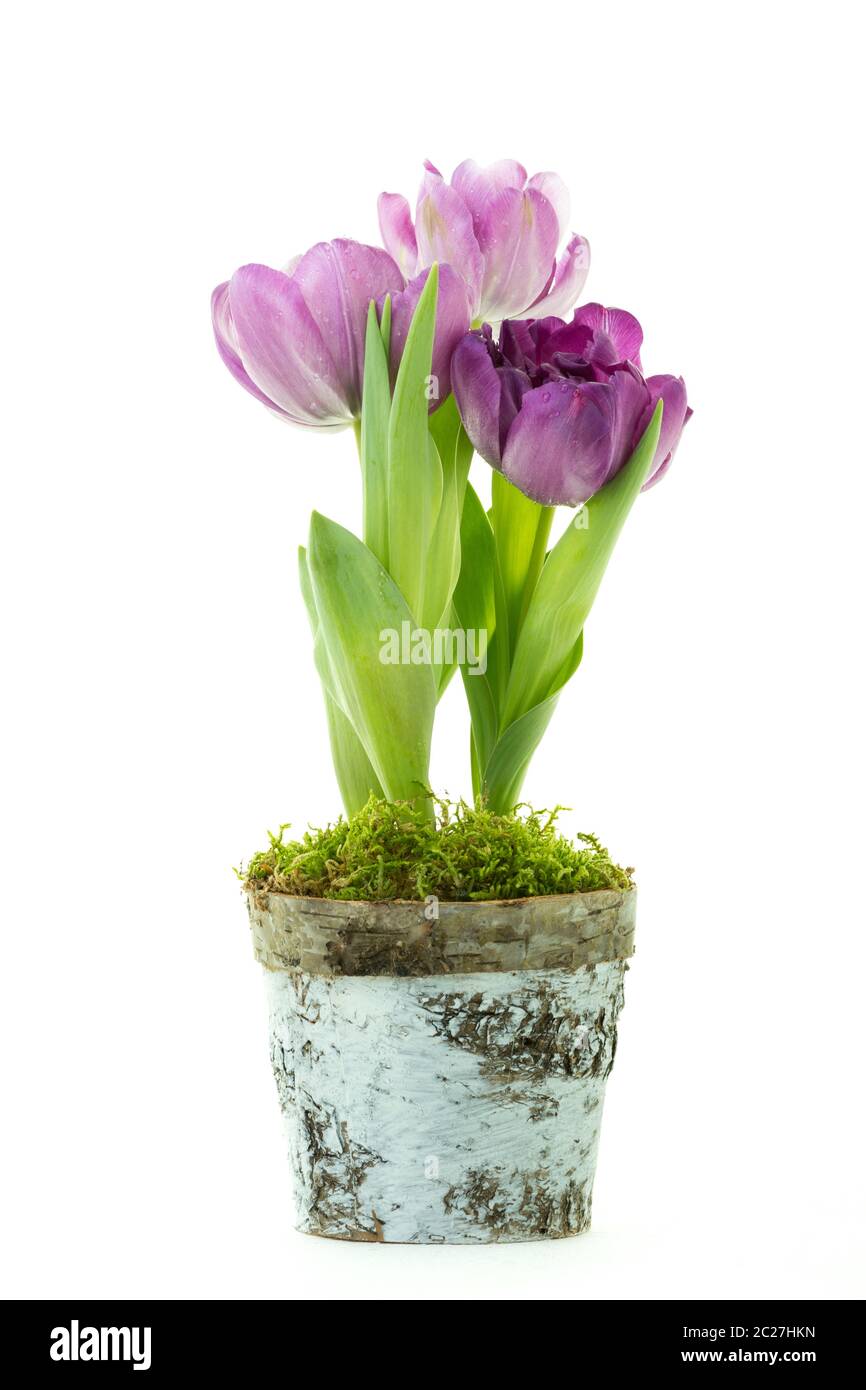 Tulipes pourpres dans un pot isolé sur fond blanc. Banque D'Images