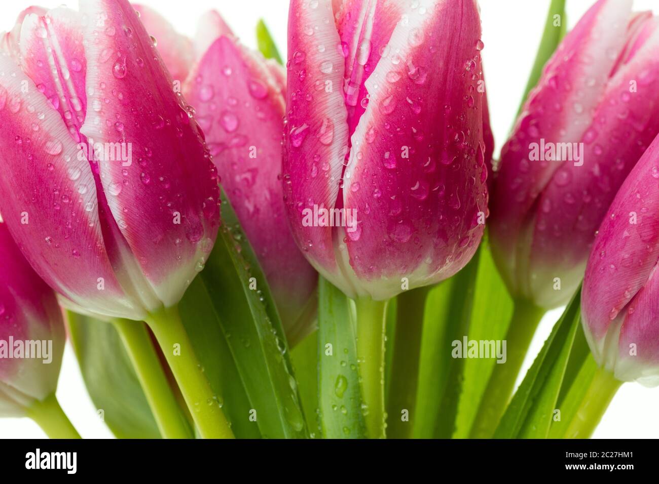 Bouquet de tulipes roses avec des gouttes d'eau isolé sur fond blanc. Banque D'Images