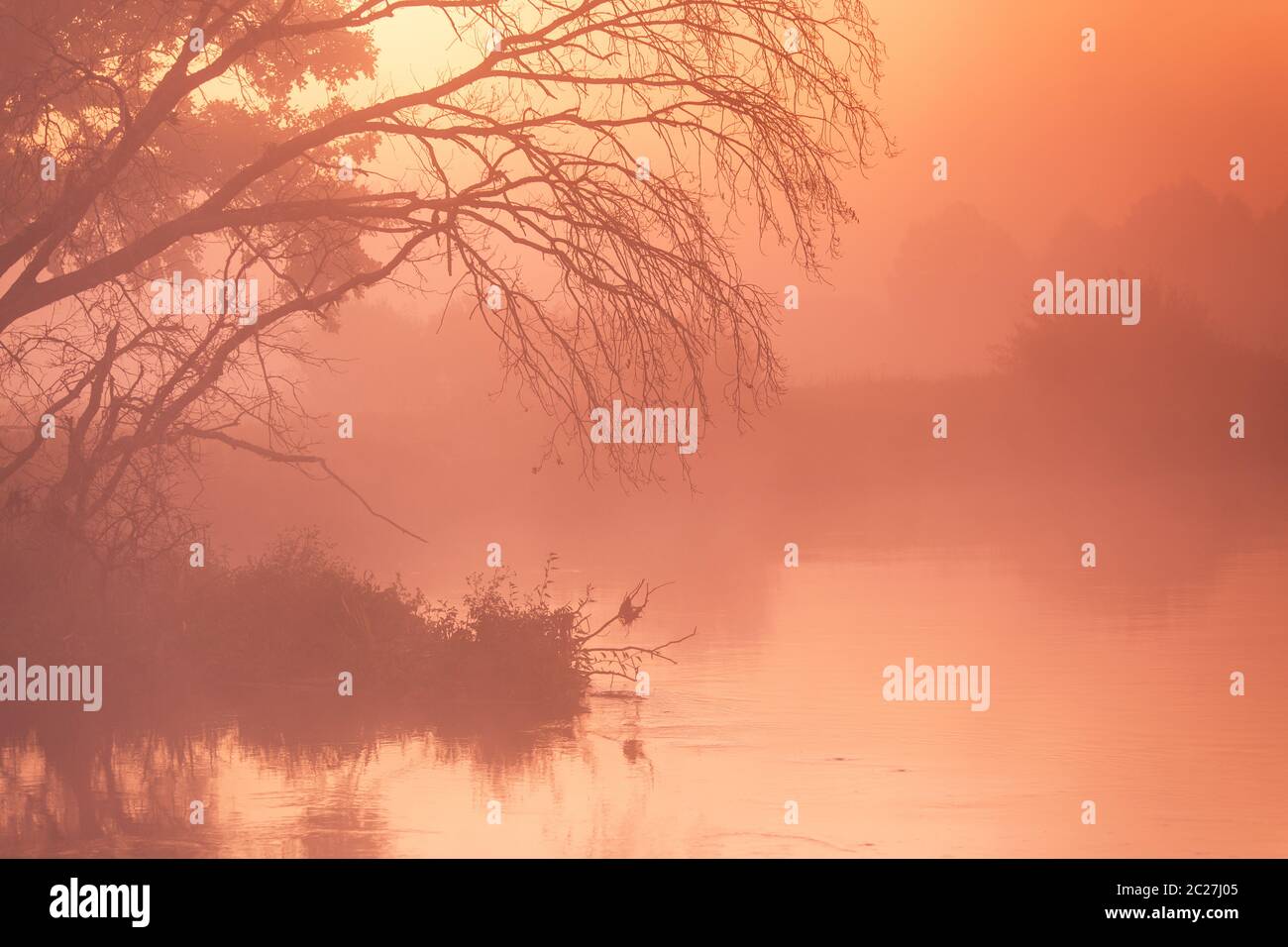 Vieux arbres et les chênes sur automne brouillard lever du soleil en milieu rural. Aube ensoleillée sur le fleuve Niémen, le Bélarus. Banque D'Images