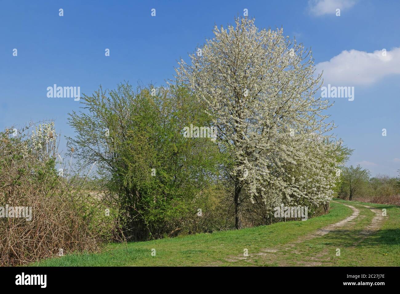 Cerisier en fleurs dans la réserve naturelle de Wagenbachnielage près de Waghà¤usel Banque D'Images