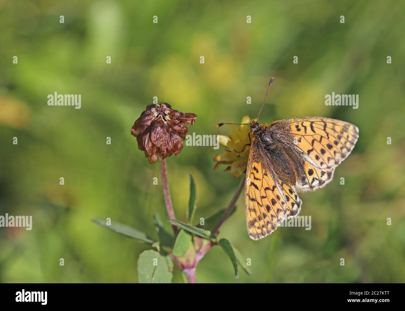 Haut papillon de perle alpine ou tapis alpine papillon-mère Boloria pales sur Alpen-Braun-Klee Trifolium badium Banque D'Images