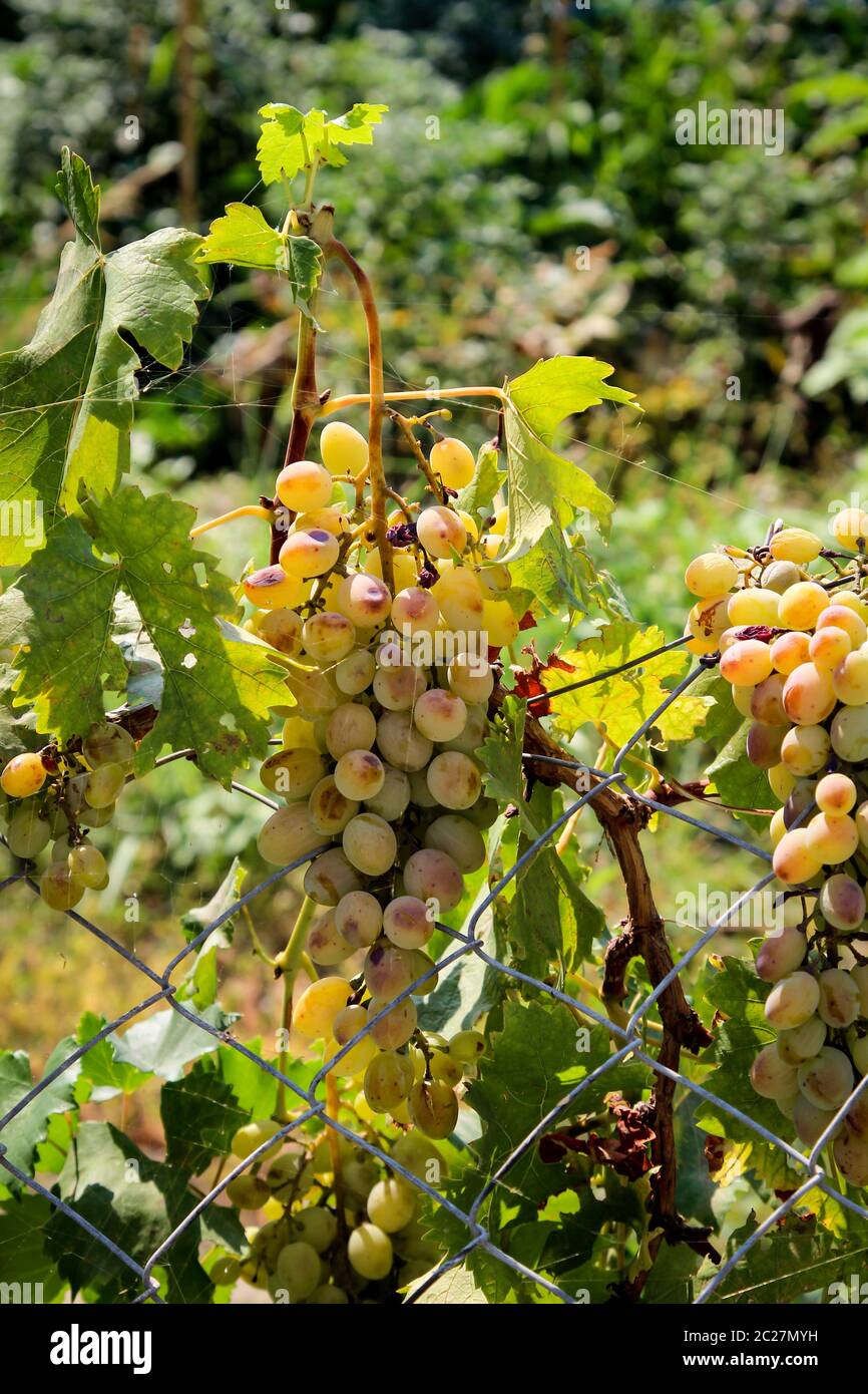 râteau à vin blanc sur une plante de vigne Banque D'Images