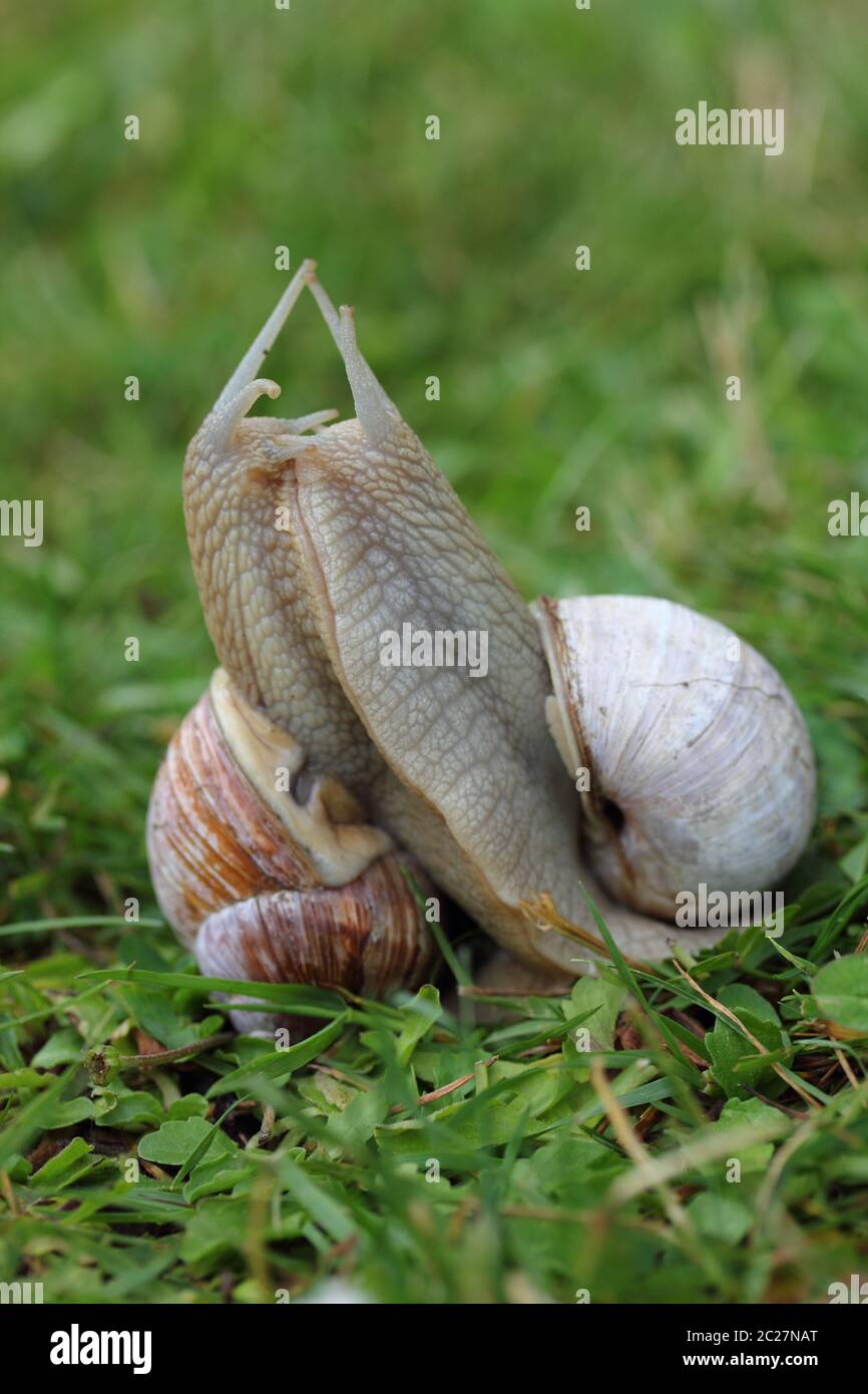 Escargot de vignoble (Helix pomatia) Banque D'Images