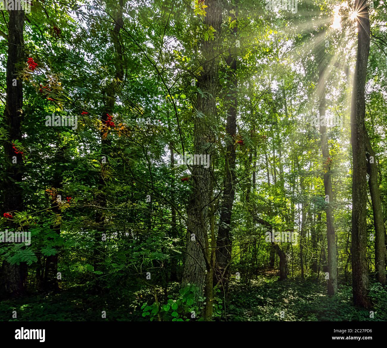 Forêt sauvage polonaise avec rayons du soleil visibles - Parc national de Slowinski, Pologne Banque D'Images