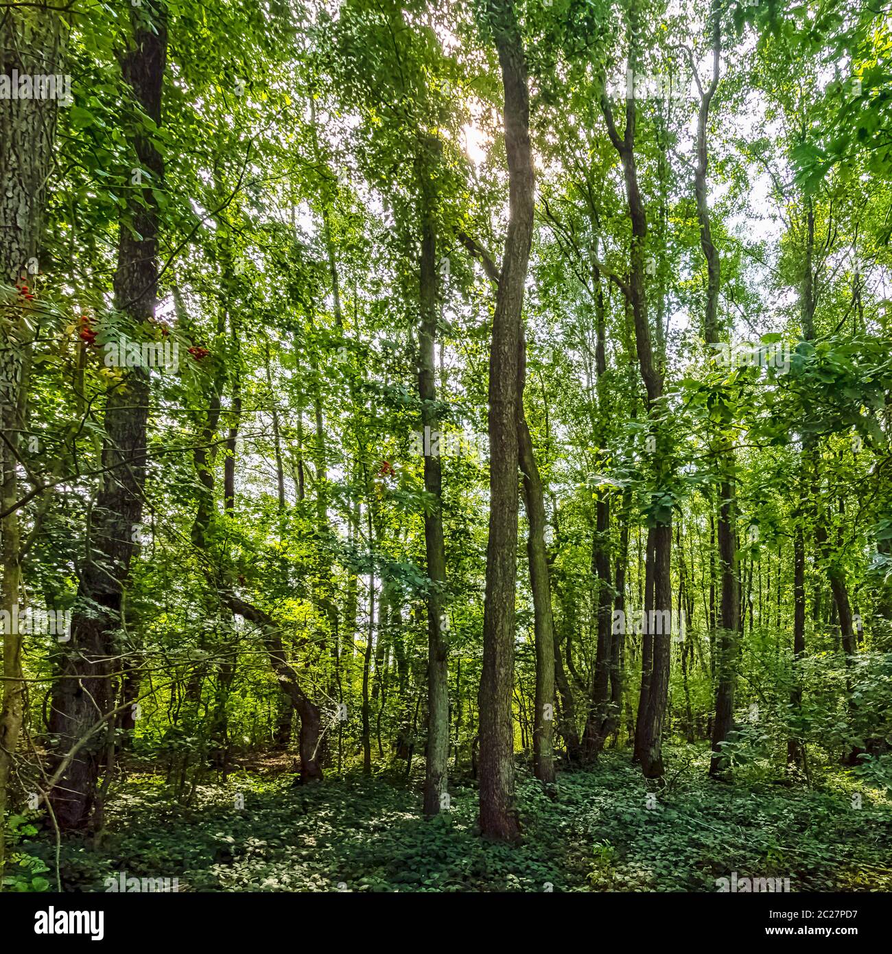 Forêt sauvage polonaise - Parc national de Kampinos, Pologne Banque D'Images