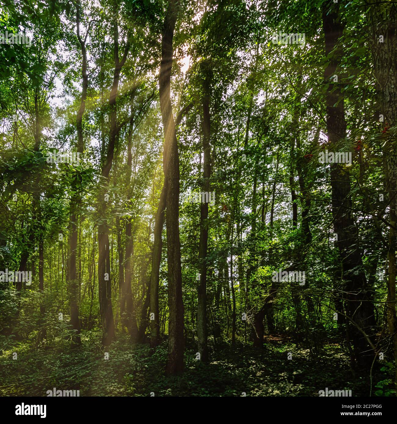 Forêt sauvage polonaise avec rayons du soleil visibles - Parc national de Kampinos, Pologne Banque D'Images