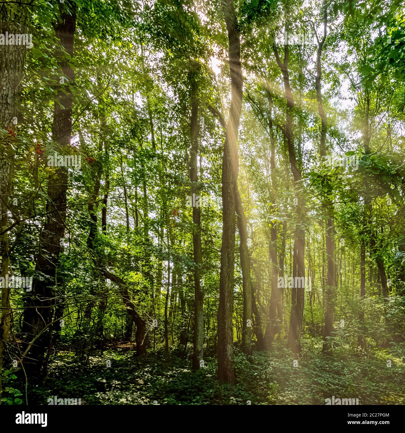 Forêt sauvage polonaise avec rayons du soleil visibles - Parc national de Slowinski, Pologne Banque D'Images