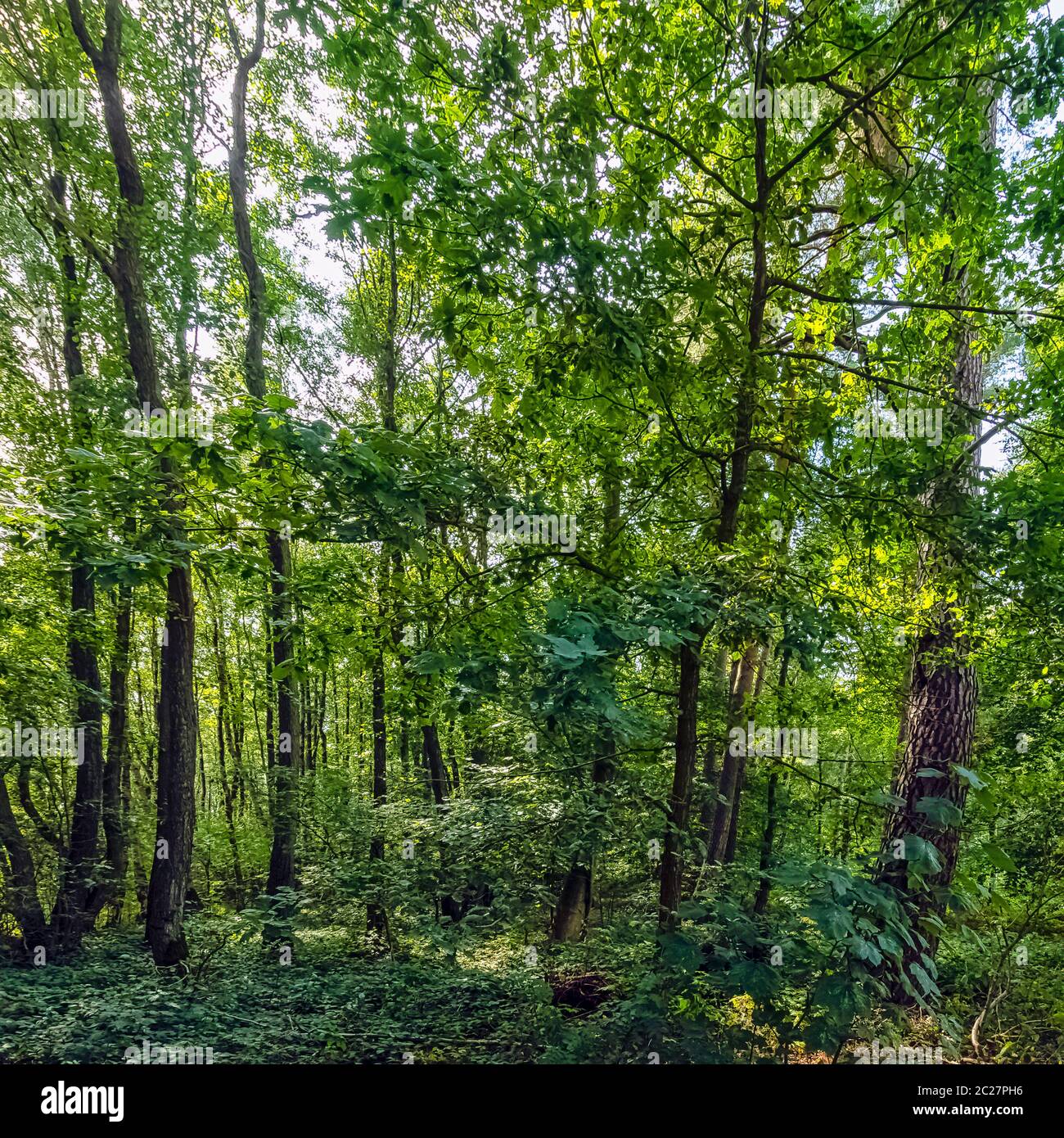 Forêt sauvage polonaise - Parc national de Kampinos, Pologne Banque D'Images