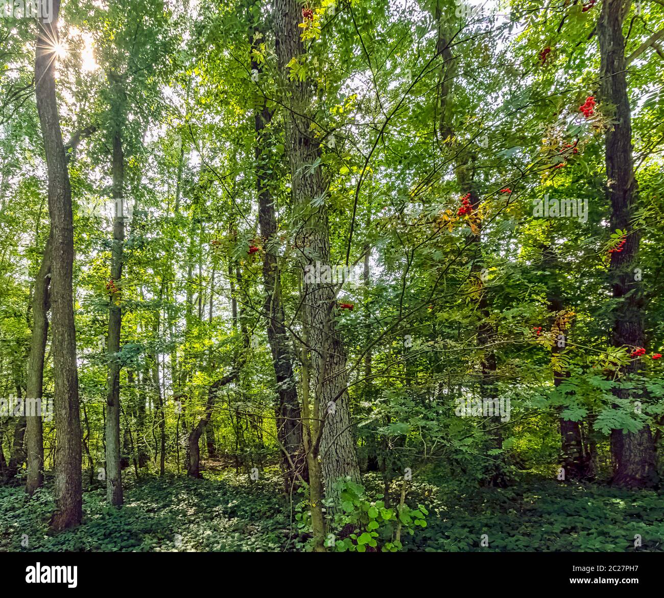 Forêt sauvage polonaise avec rayons du soleil visibles - Parc national de Slowinski, Pologne Banque D'Images
