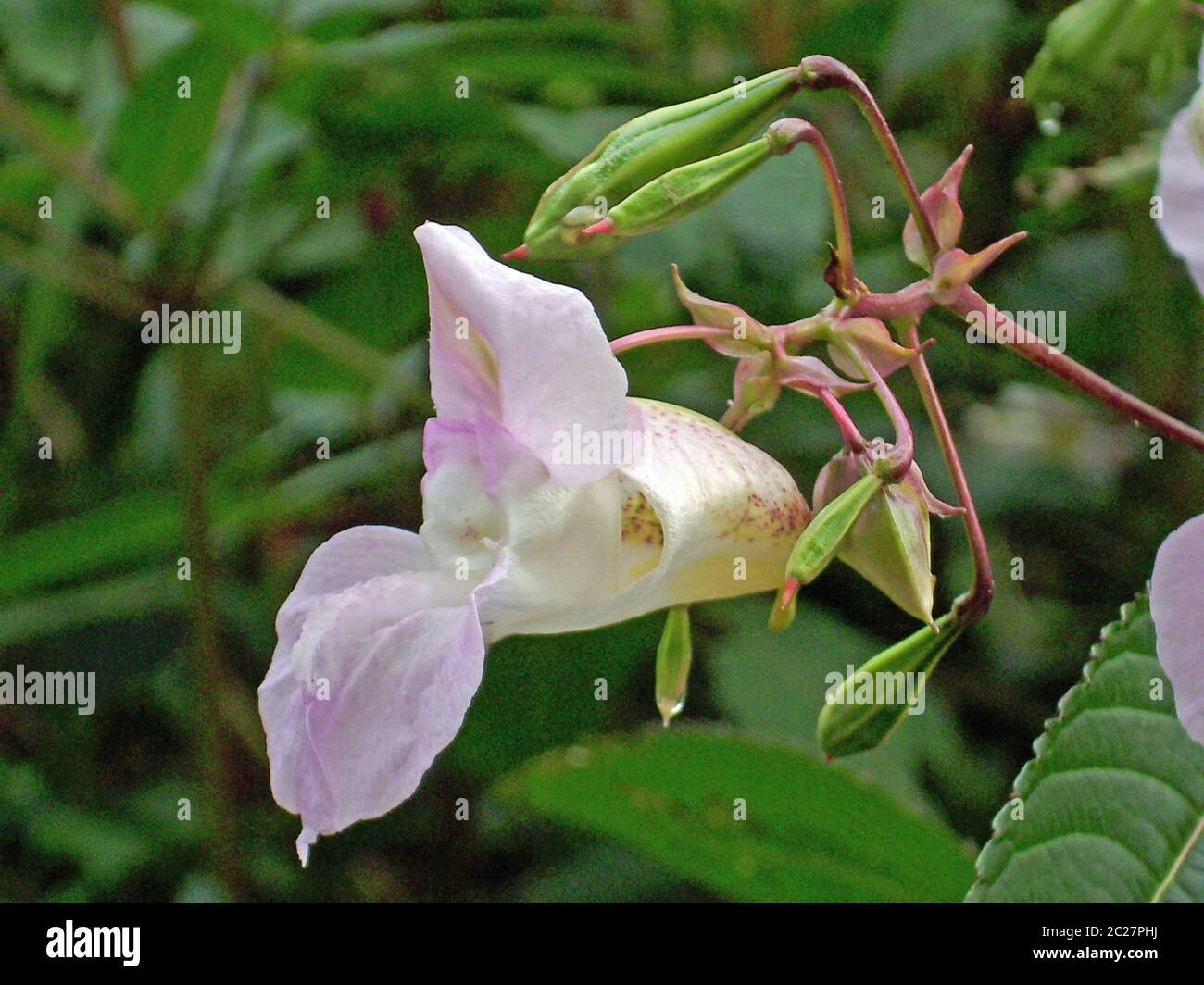 Fleur unique, orientée vers la gauche, et gousses de graines explosives de la mauvaise herbe envahissante, le baumier himalayen (Impatiens glandulifera). Croissant dans un marais avec un Banque D'Images