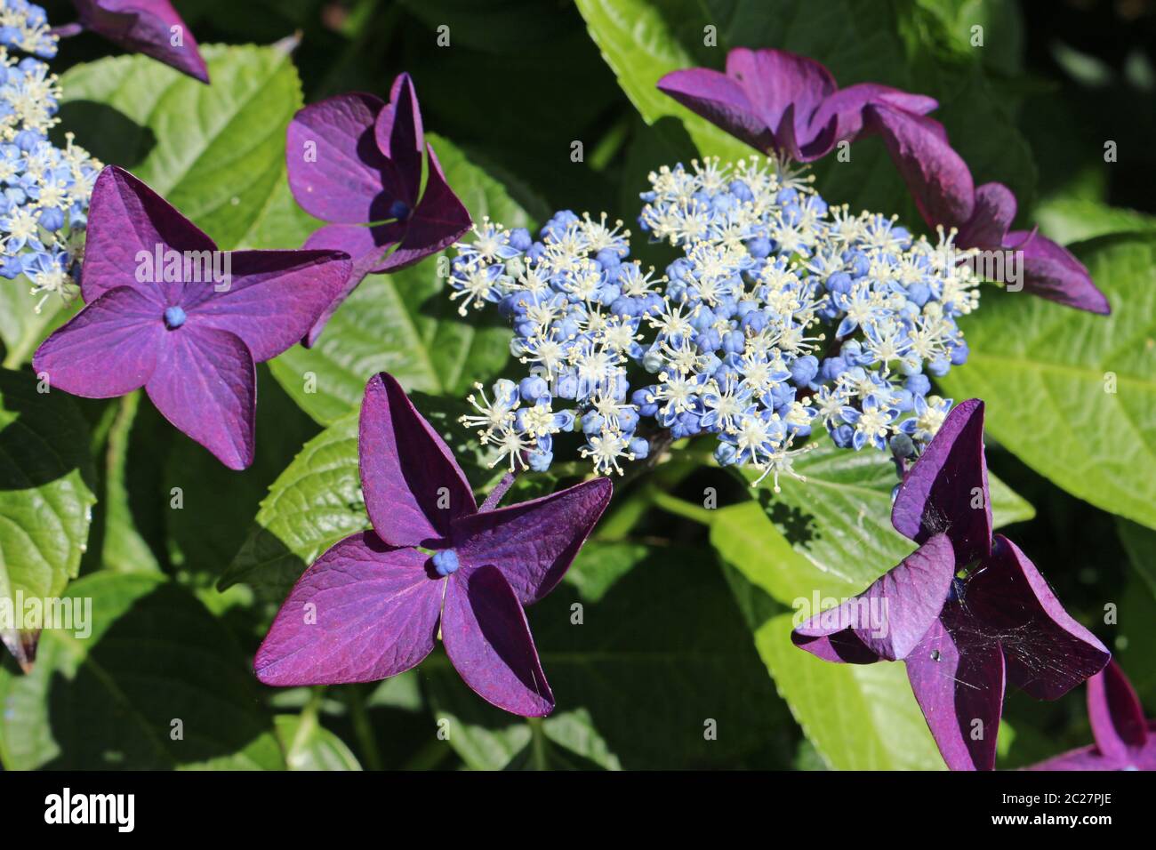 Hortensia Lacecap avec fleurs bleu pâle et blanc et violet fleurs intérieur extérieur avec un