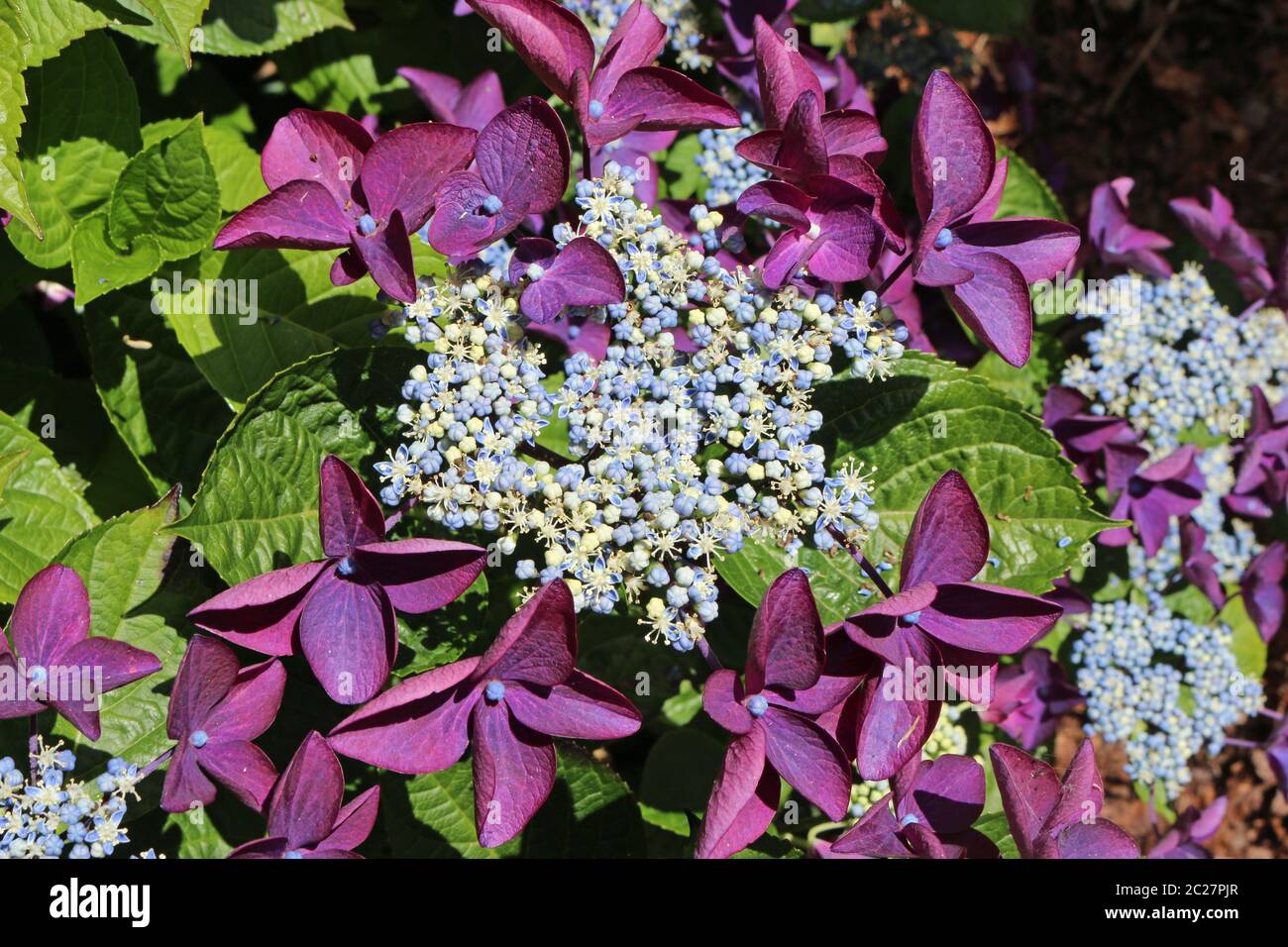 Hortensia Lacecap avec fleurs bleu pâle et blanc et violet fleurs intérieur extérieur avec un