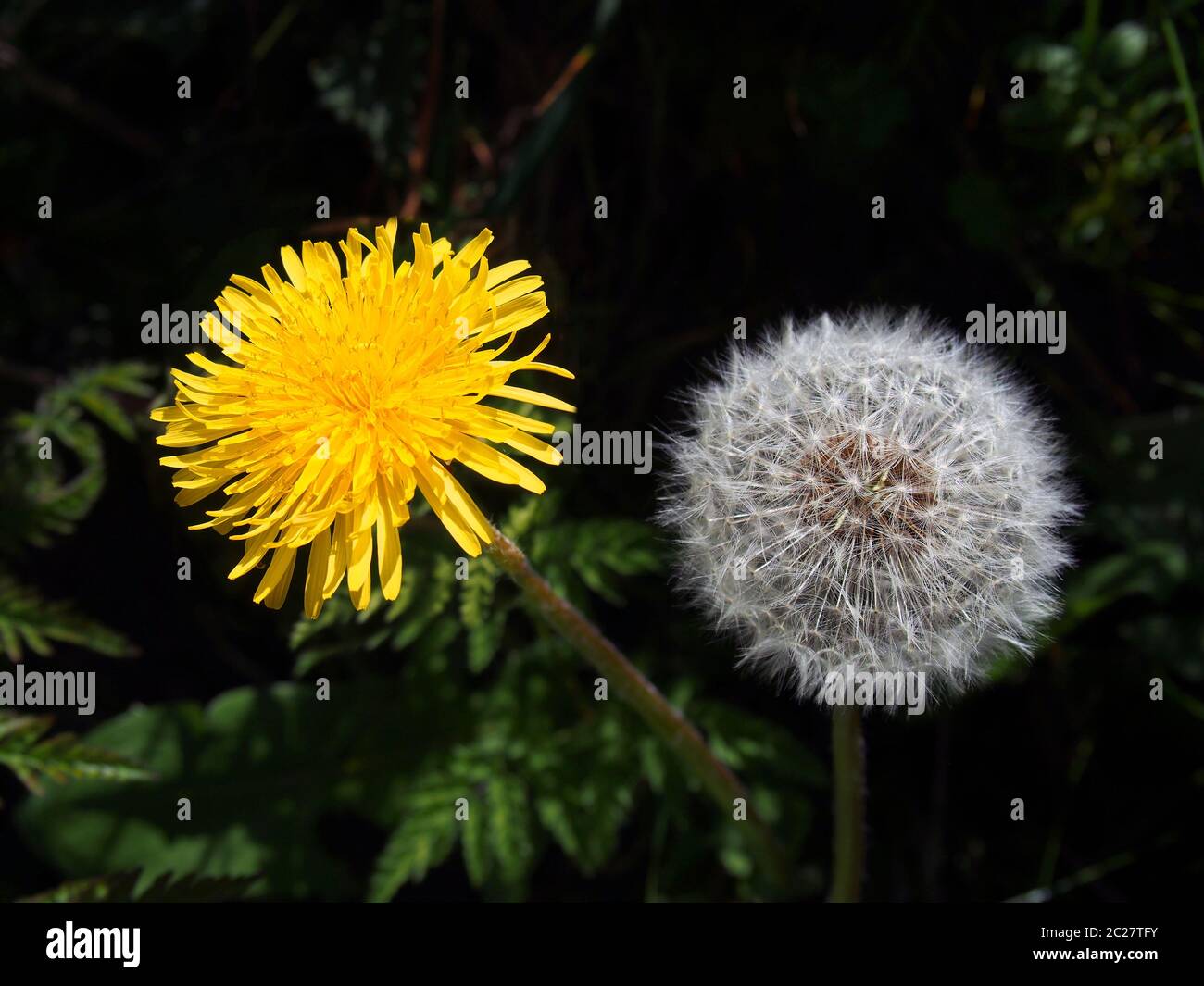 gros plan d'une fleur de pissenlit et d'une boule de pâte à feuilletée sur fond sombre Banque D'Images