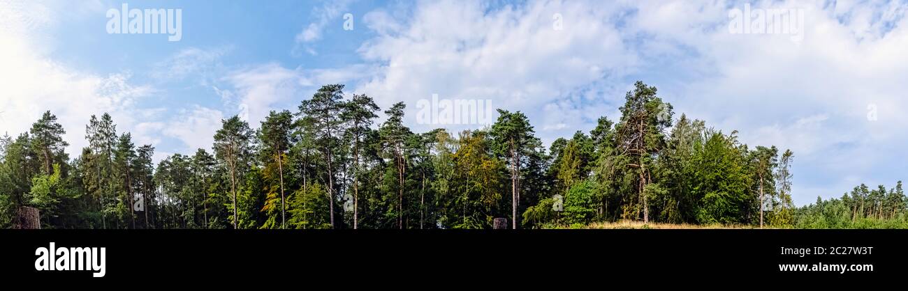 Forêt sauvage polonaise - Parc national de Slowinski, Pologne Banque D'Images