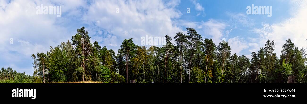 Forêt sauvage polonaise - Parc national de Kampinos, Pologne Banque D'Images