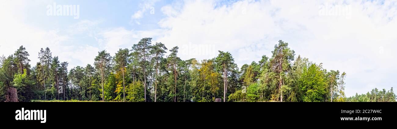Forêt sauvage polonaise - Parc national de Kampinos, Pologne Banque D'Images