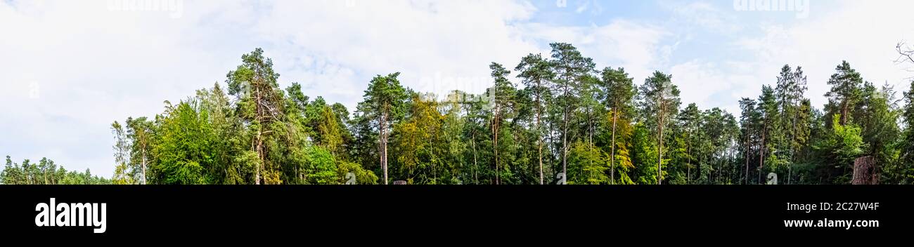 Forêt sauvage polonaise - Parc national de Slowinski, Pologne Banque D'Images