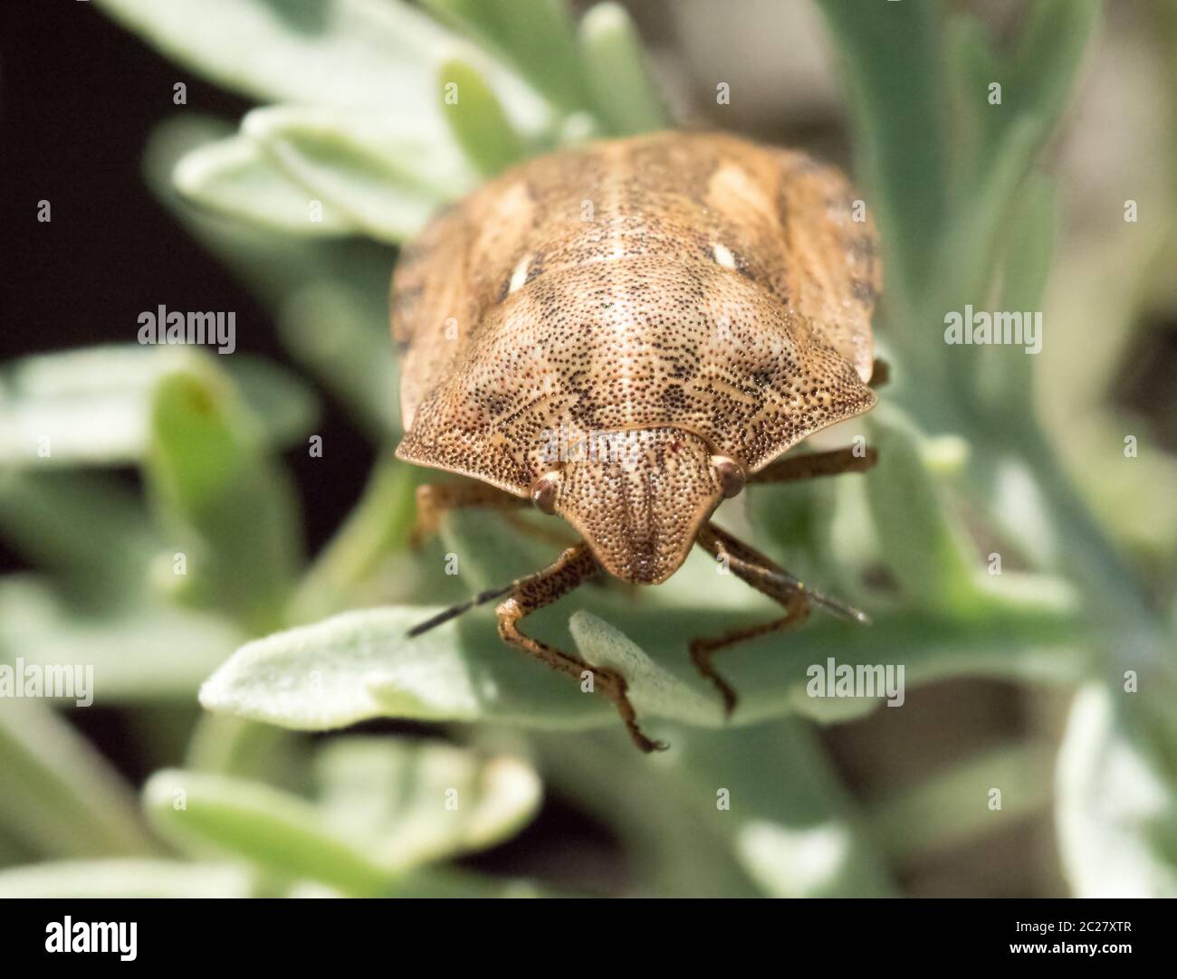 Tortue de macro shot Shield Bug. Banque D'Images