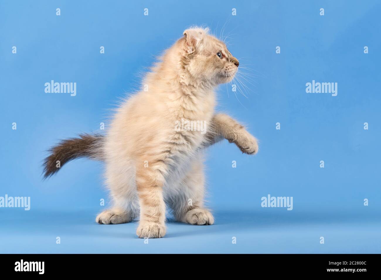 Rassekatze Curl américain (Felis silvestris catus), Langhaar, stehend, hebt Pfote, Blue tabby point, Jungtier, 10 Wochen, blauer hintergrund, Österreic Banque D'Images