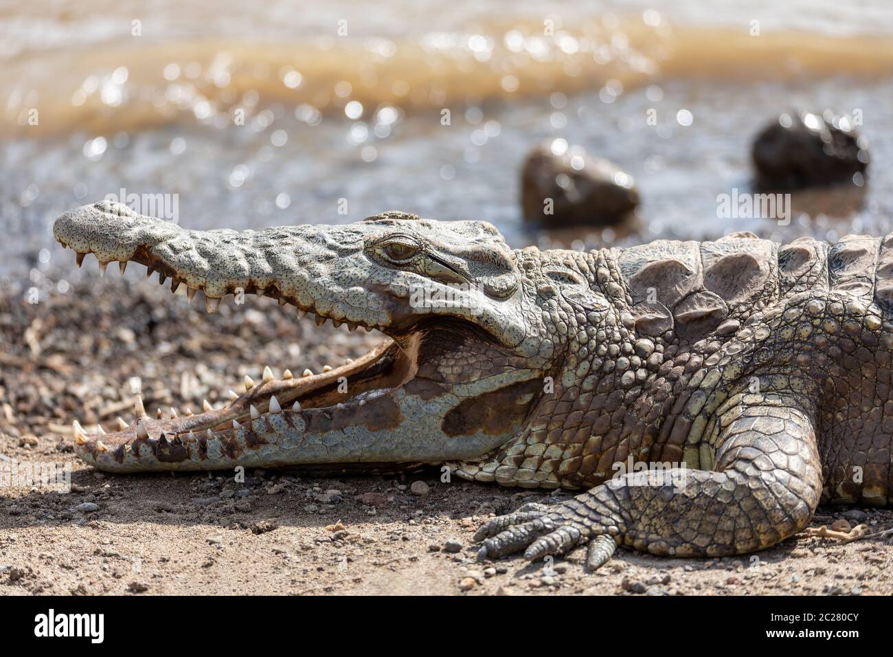 Grand crocodile du Nil Crocodylus niloticus, le crocodile d'eau douce le plus important en Afrique en appui sur le sable à fleur d'eau tombe, l'Éthiopie, l'Afrique de la faune Banque D'Images