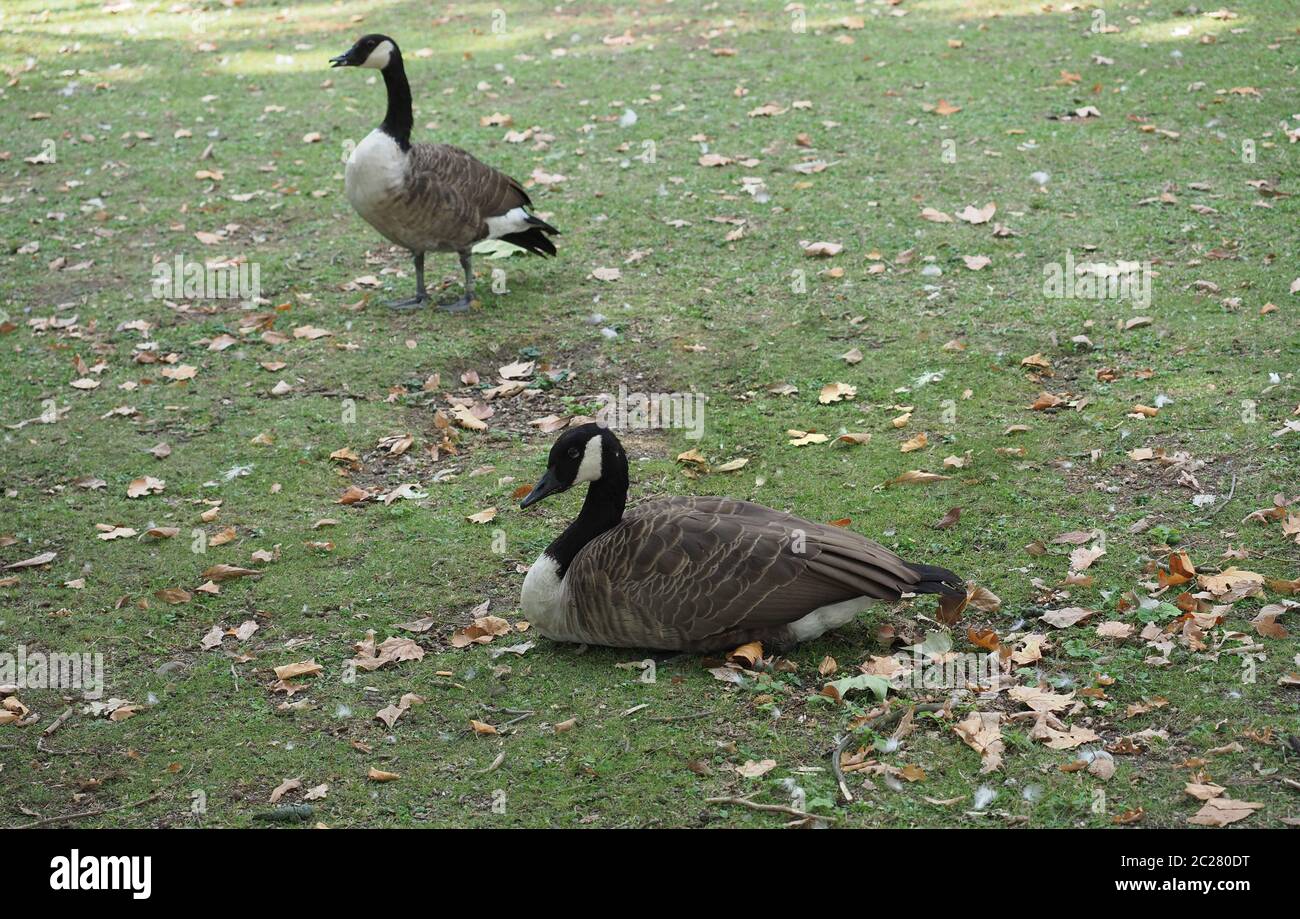 Bernache du Canada (Branta canadensis) de l'animal Phylum Chordata, clade Ornithurae, classe des Aves (oiseaux) Banque D'Images