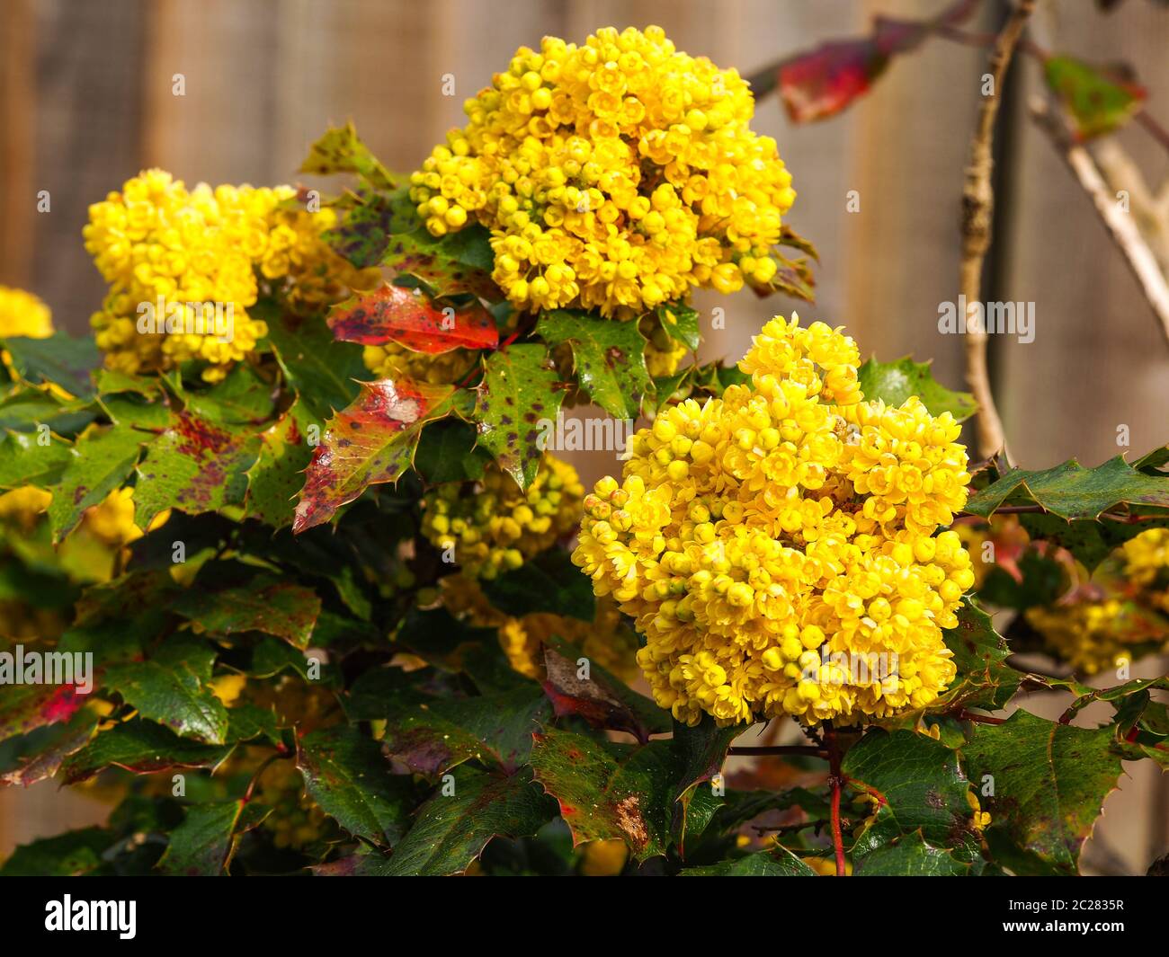 Fleurs jaune vif et feuilles variégées sur un buisson houleux (Ilex) à côté d'une clôture en bois Banque D'Images