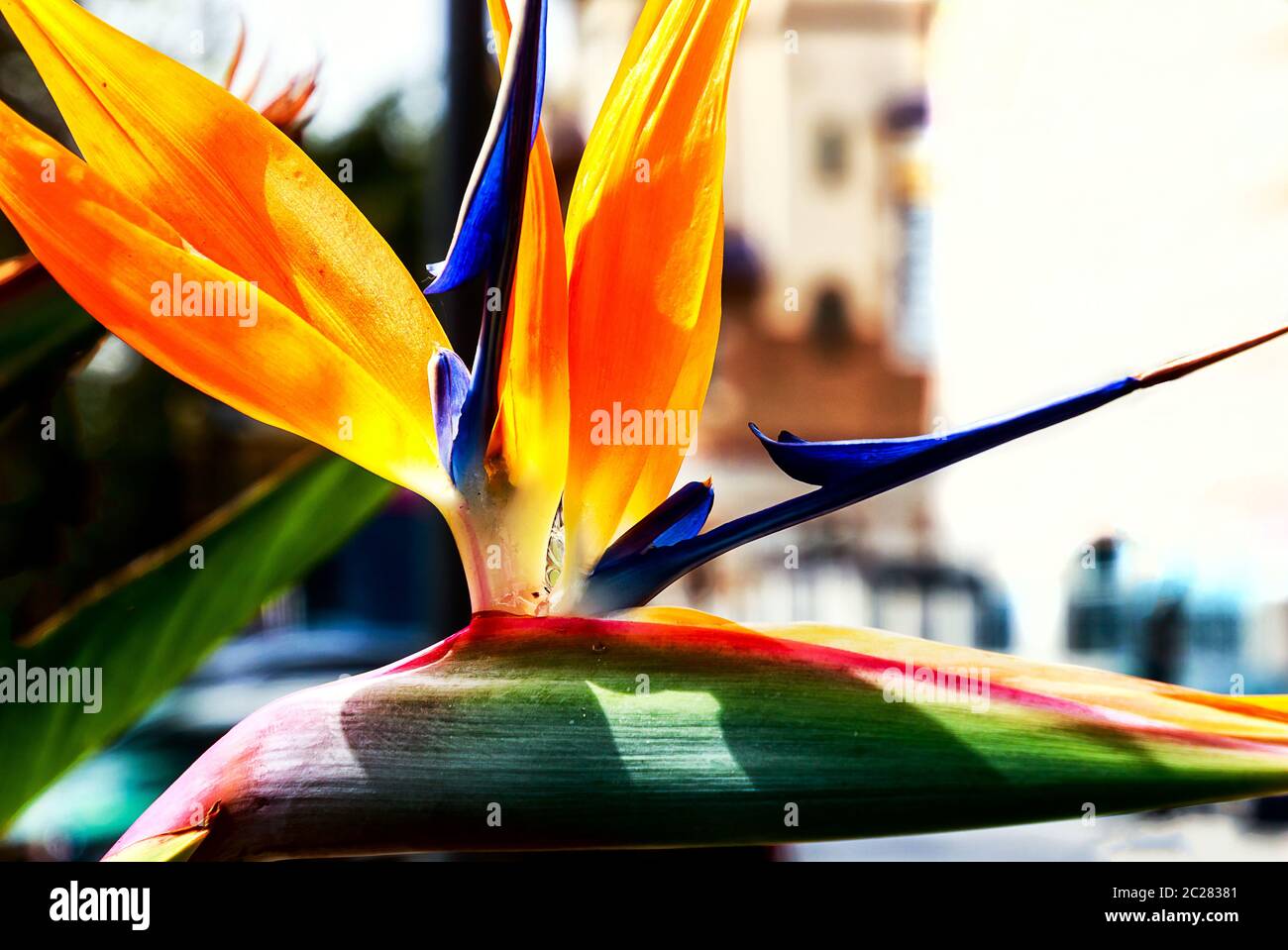 Oiseau de paradis, strelitzia exotique Banque D'Images