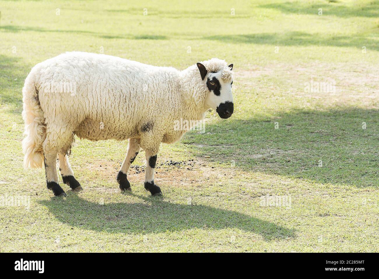 Kerry Hill moutons dans les champs d'herbe verte, de beaux moutons sur la prairie Banque D'Images