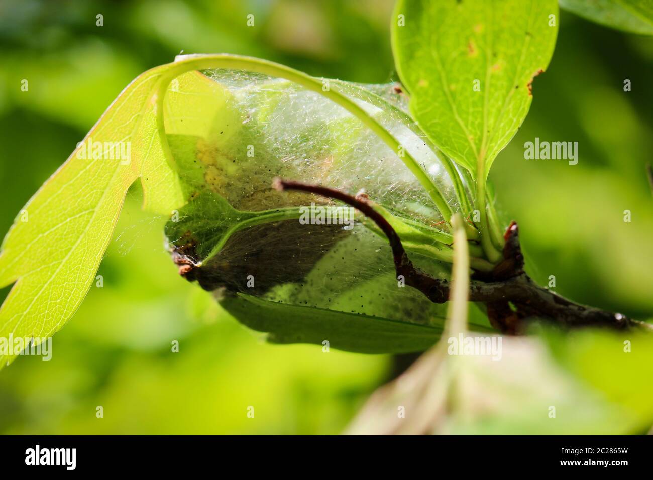 progéniture d'insectes épicés, ou spin Banque D'Images