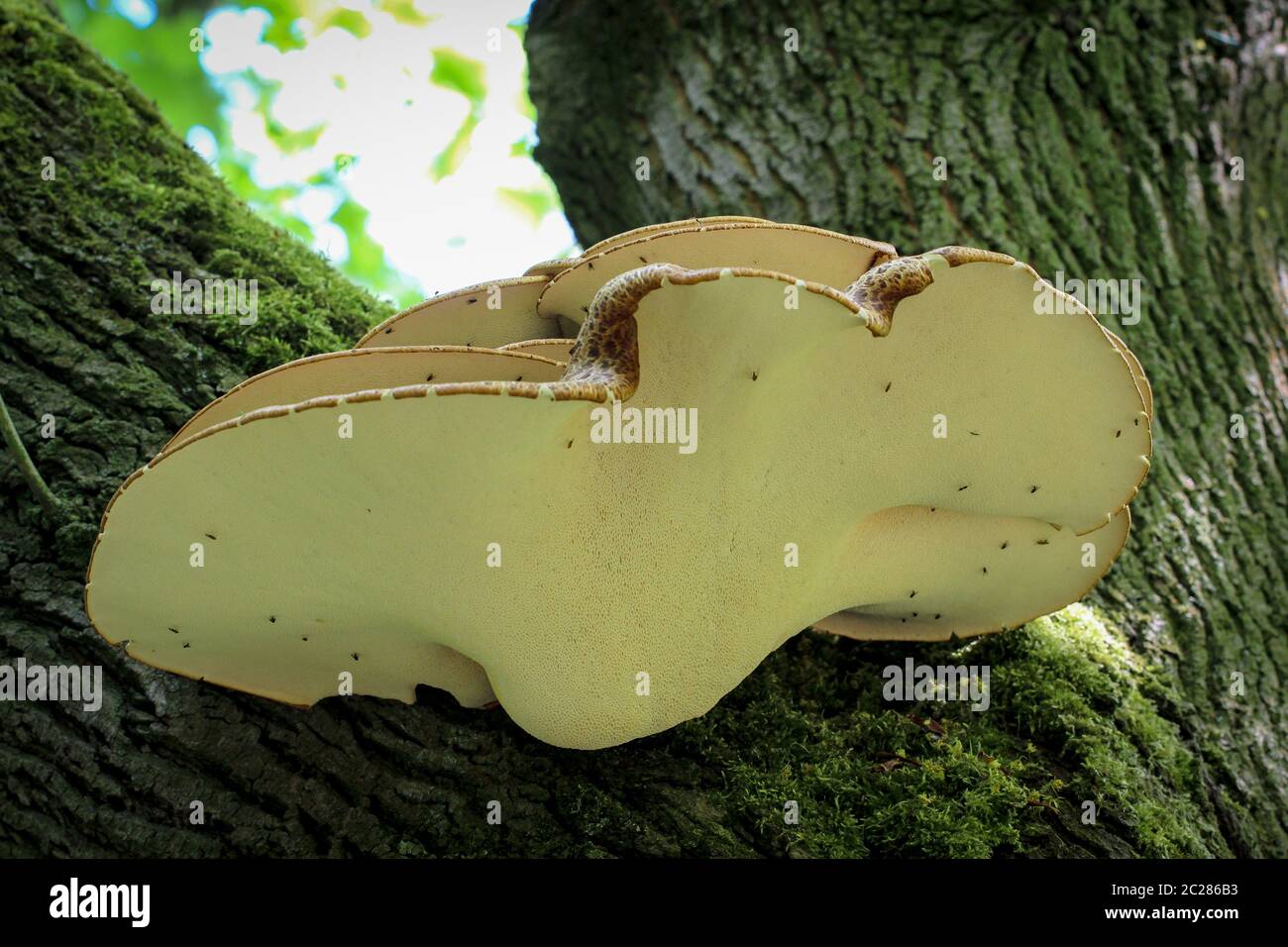 gros plan d'un champignon sur un arbre Banque D'Images