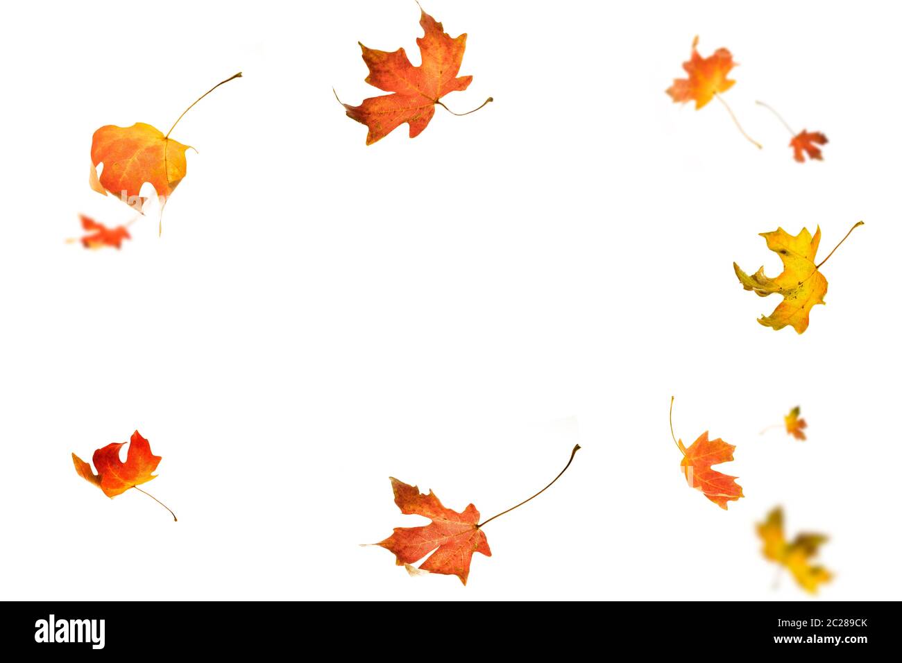 feuilles d'érable d'automne isolées sur fond blanc Banque D'Images