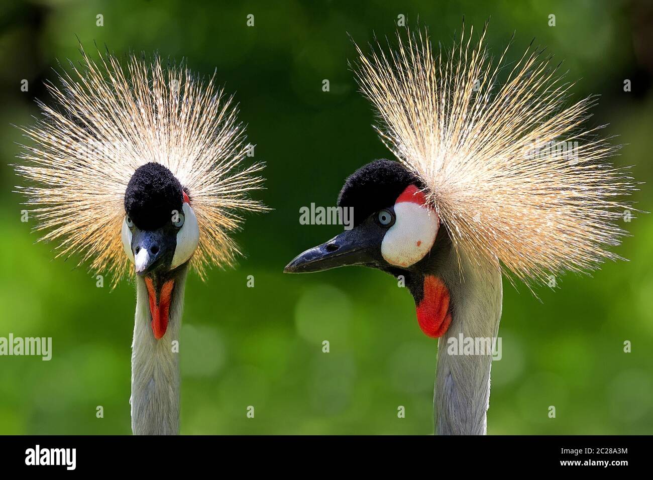 - Grues couronnées grises Balearica regulorum, un portrait Banque D'Images