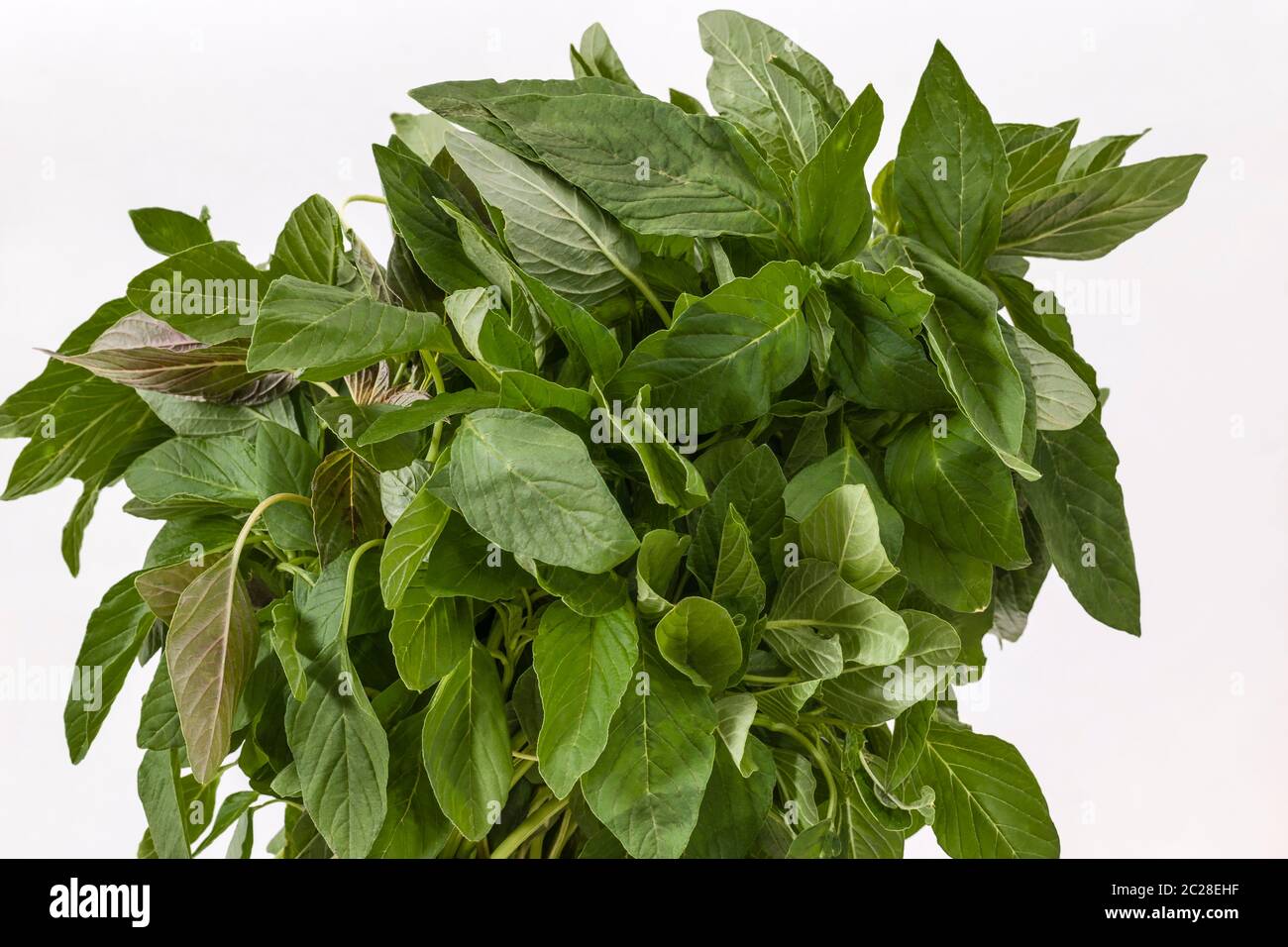 Tas de feuilles d'amarante verte (Amaranthus viridis) sur un fond blanc Banque D'Images