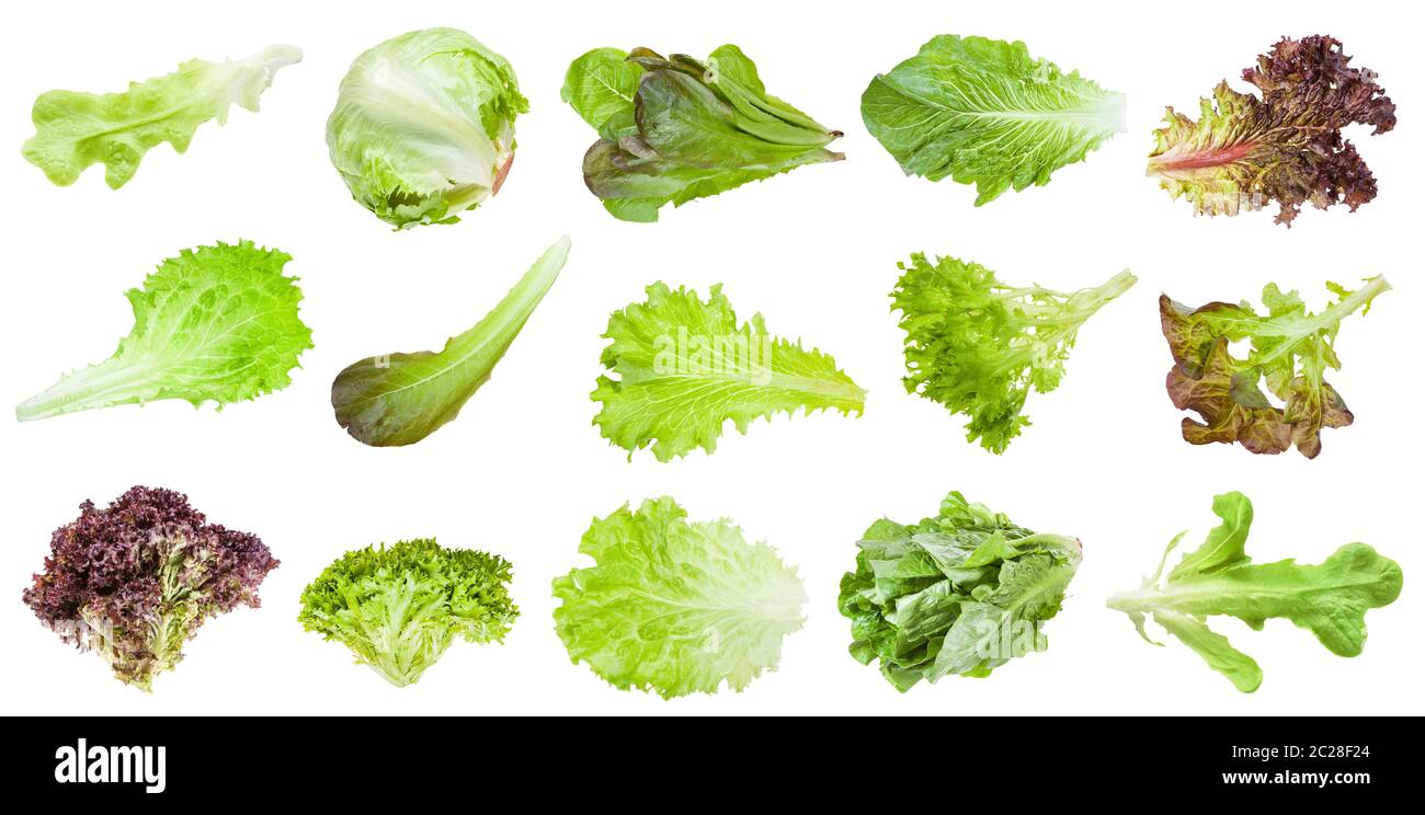 Divers frais des feuilles de laitue légumes isolé sur fond blanc Banque D'Images