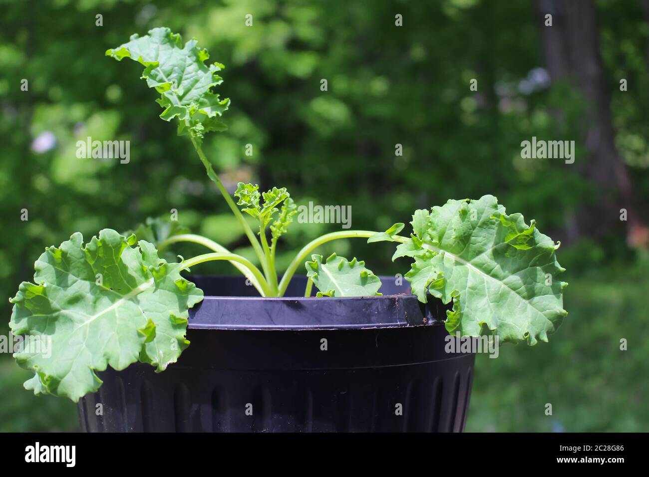 Une jeune plante de chou de Kale cultivée dans un pot dans un jardin de conteneurs au printemps Banque D'Images
