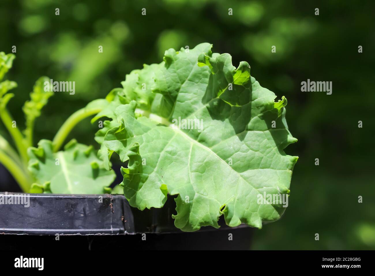 Une jeune plante de chou de Kale cultivée dans un pot dans un jardin de conteneurs au printemps Banque D'Images