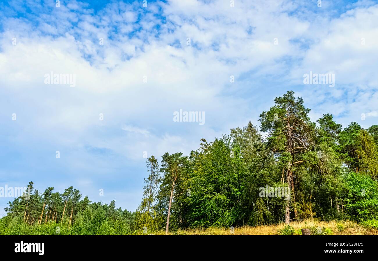 Forêt sauvage polonaise - Parc national de Kampinos, Pologne Banque D'Images