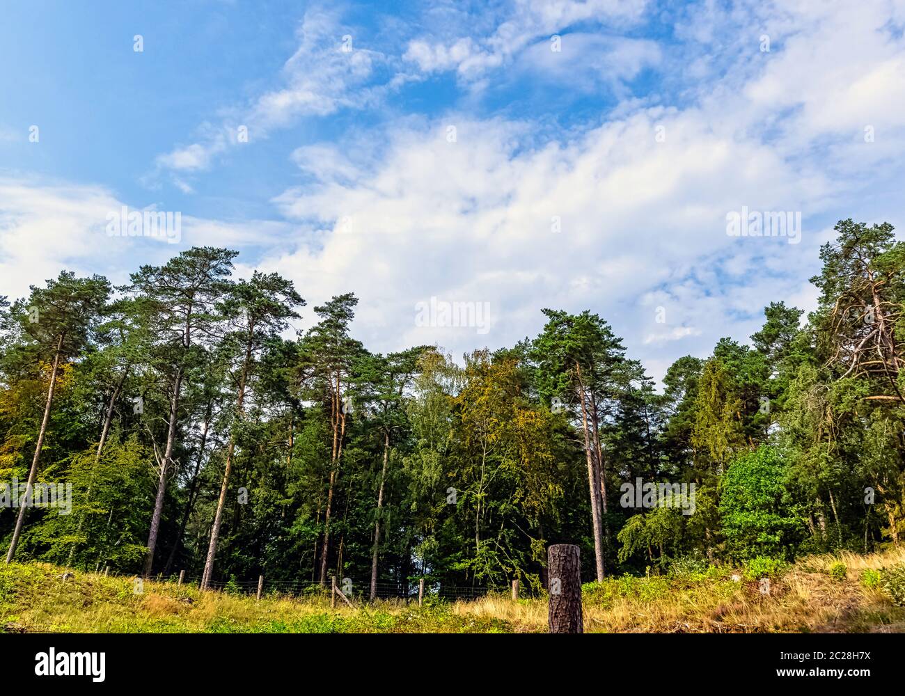 Forêt sauvage polonaise - Parc national de Kampinos, Pologne Banque D'Images