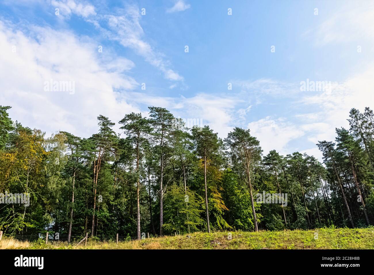 Forêt sauvage polonaise - Parc national de Kampinos, Pologne Banque D'Images