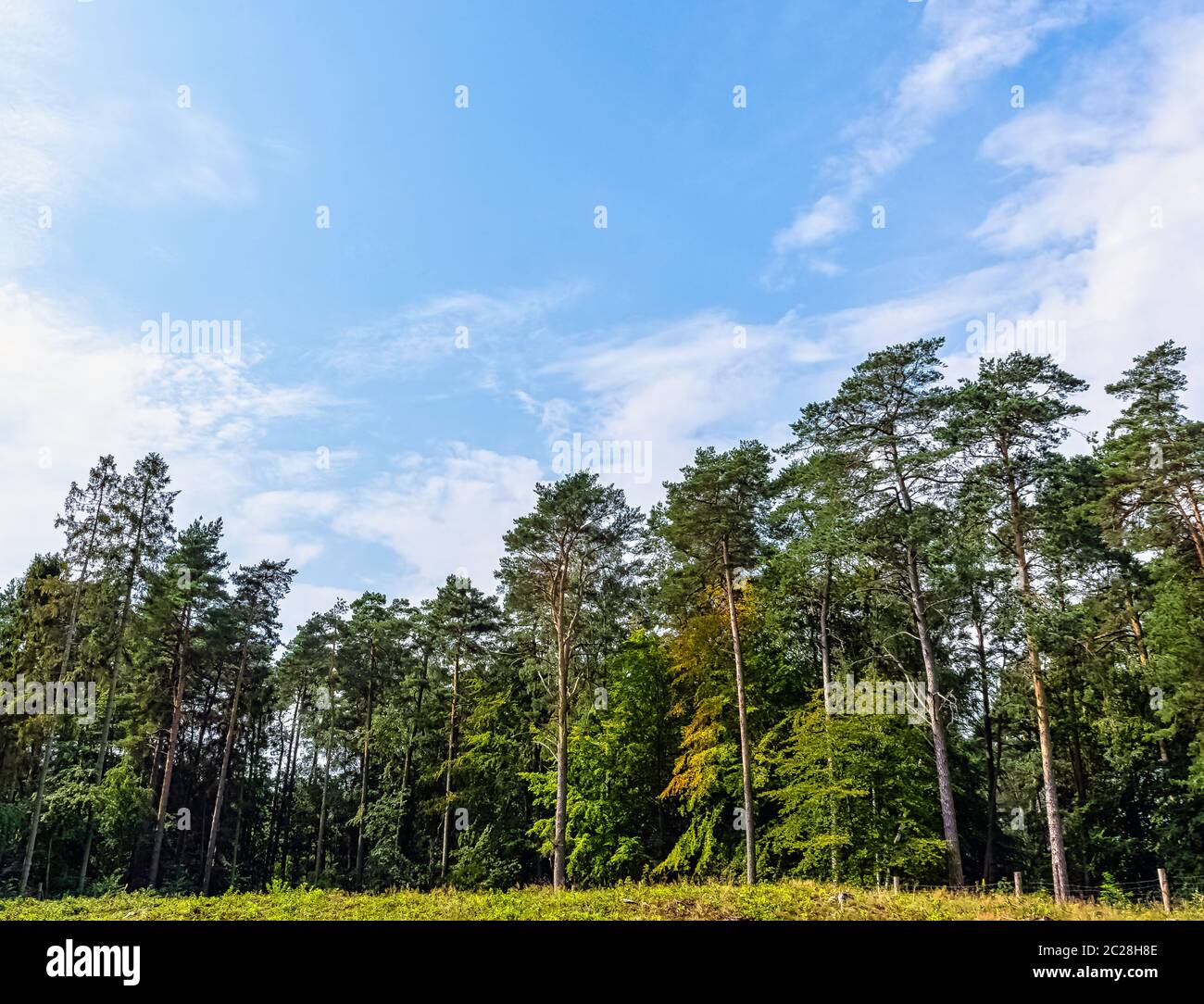 Forêt sauvage polonaise - Parc national de Kampinos, Pologne Banque D'Images