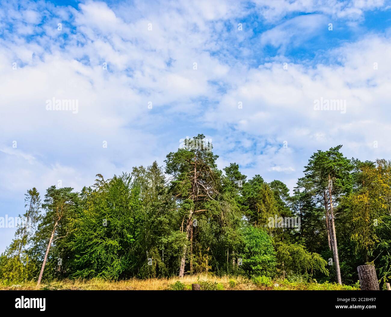 Forêt sauvage polonaise - Parc national de Kampinos, Pologne Banque D'Images