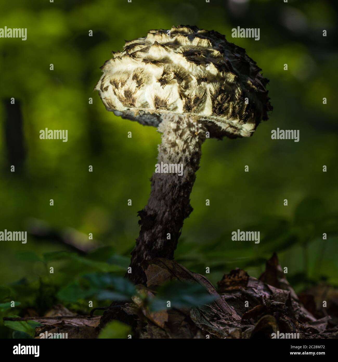 Strombilomyces strobilaceus ou vieil homme des bois Banque D'Images